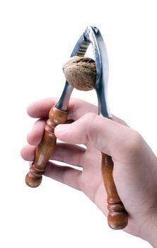 Hand holding nut cracker with wallnut inside.