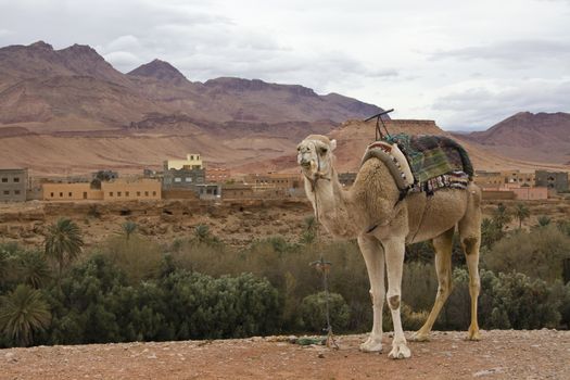 Camel in front of Oasis and Village view, Todra Gorge, Morocco