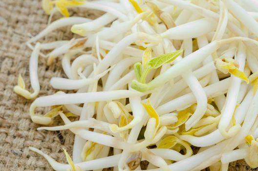 Mung bean sprouts on sack background.
