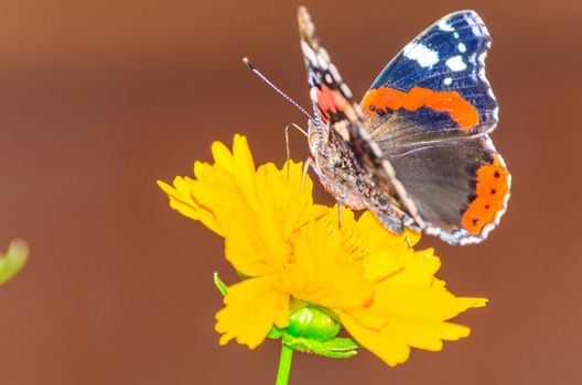 Beautiful colorful butterfly resting on a flower