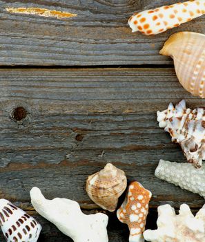 Corner Border of Various Conch Sea Shells and Corals closeup on Rustic Wooden background