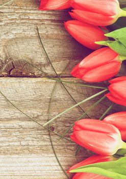 Wooden Background with Beautiful Red Spring Tulips and Green Grass closeup