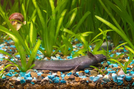 View Stinging catfish at the bottom of a freshwater aquarium in your home