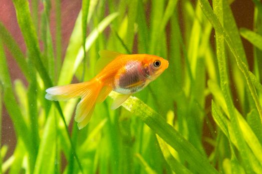View of a goldfish in a home freshwater aquarium