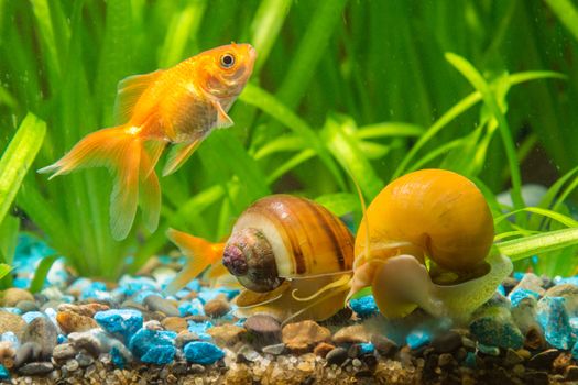 View goldfish and two snails Ampularia a home freshwater aquarium