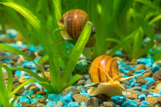 View of the two snails Ampularia a home freshwater aquarium