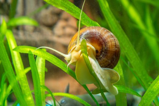 View of the two snails Ampularia a home freshwater aquarium