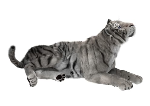 3D digital render of a white tiger resting isolated on white background