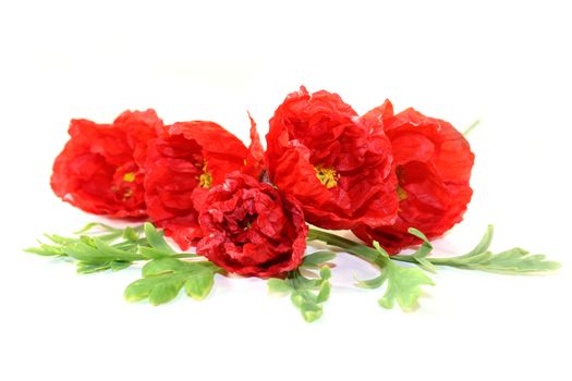 Red Iceland poppy flowers on a bright background