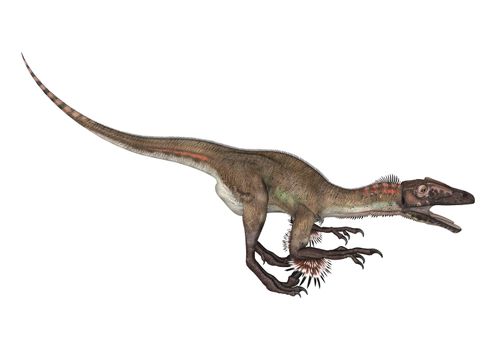 3D digital render of a dinosaur utahraptor isolated on white background