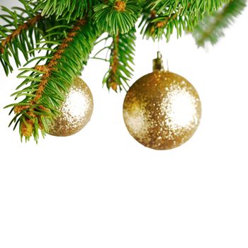 branch of Christmas tree with golden glass balls  isolated on white background 