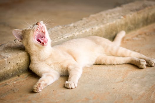 Yawning cat close up in blur background, sleepy cat, brown big cat, cat with open mouth.