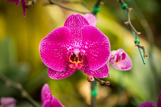 Beautiful pink orchid flowers closeup.