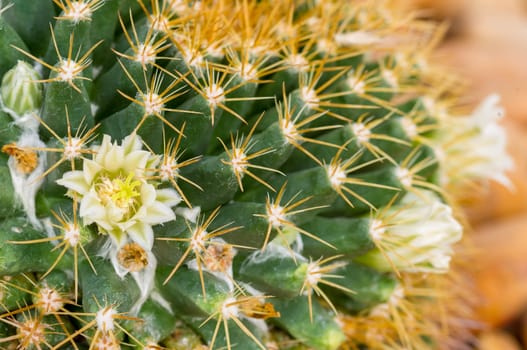 Close up view of several cactus.