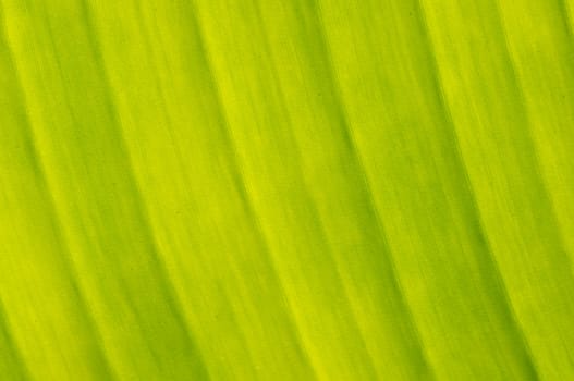 Texture background of backlight fresh banana green Leaf.
