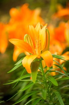 Orange clolor Lillies in garden.