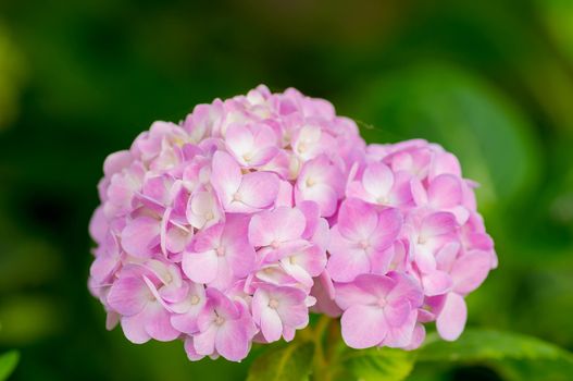 Mophead Hydrangea - Hydrangea macrophylla 'Endless Summer'.