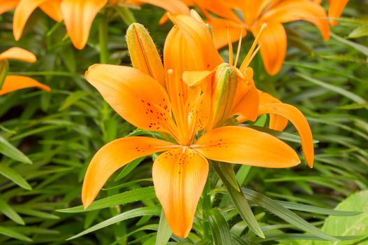 Orange clolor Lillies in garden.