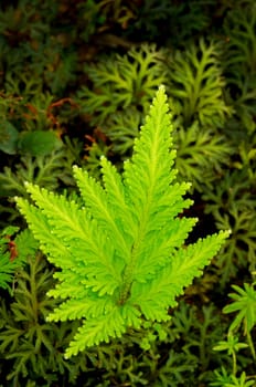 Fresh green fern leaves