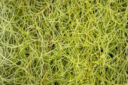 Green spanish moss background.