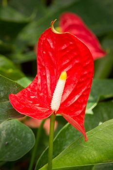 Flamingo Flower, antherium plants.