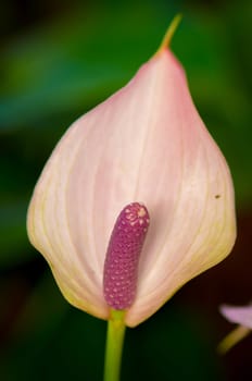 Flamingo Flower, antherium plants.