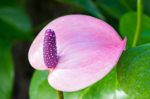 Flamingo Flower, antherium plants.