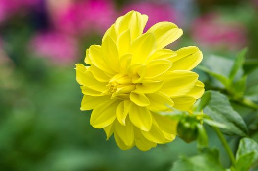 Close up of Dahlia flower.