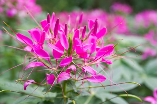 Spider flower(Cleome hassleriana) in the garden for background use.