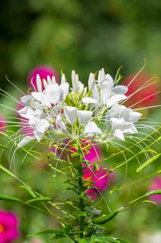 Spider flower(Cleome hassleriana) in the garden for background use.