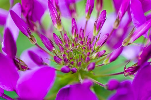 Spider flower(Cleome hassleriana) in the garden for background use.