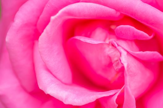 Close up of fresh pink rose flower.