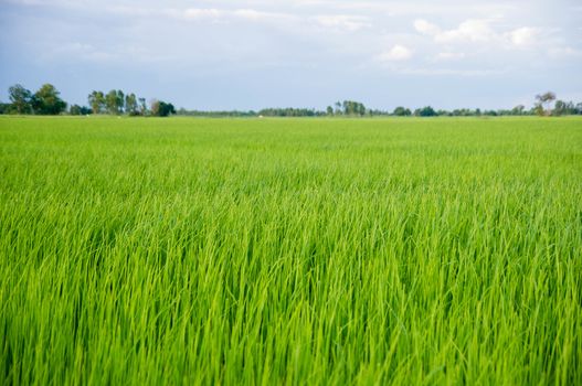 paddy young rice field in blue sky