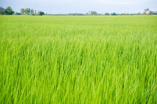 paddy young rice field in blue sky