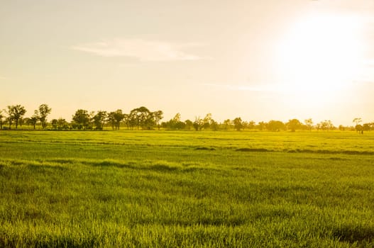 paddy young rice field in sun rise and sky