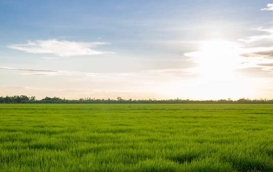 paddy young rice field in blue sky