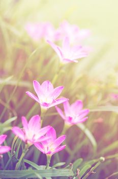 pink zephyranthes flowers. Rain Lily. color filter.