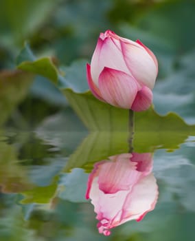 beautiful lotus flower in blooming