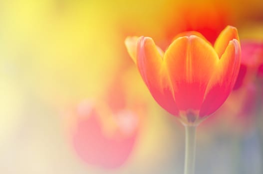 Red tulip with bokeh