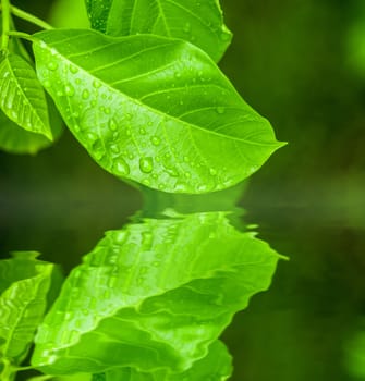 Water drop on leaf on blur background