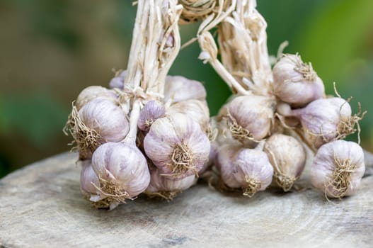 Close up of purple garlic on wooden background (Alliums, Alliaceae)