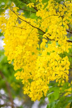 Cassia fistula or Golden shower flower, Thailand' s national flower