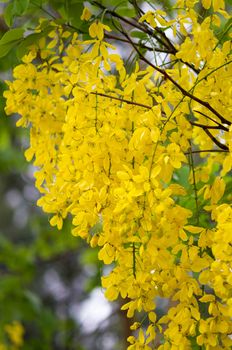 Cassia fistula or Golden shower flower, Thailand' s national flower