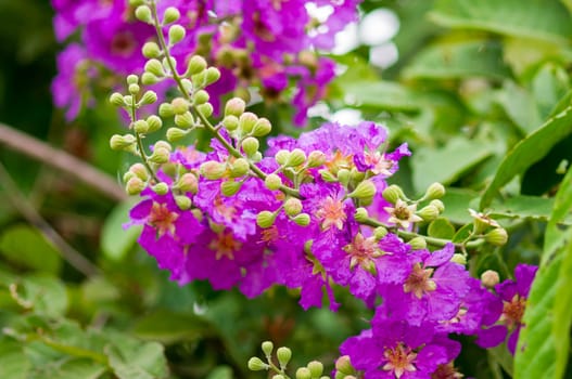 Lagerstroemia speciosa, Pride of India, Queen's flower