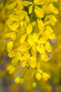 Cassia fistula or Golden shower flower, Thailand' s national flower