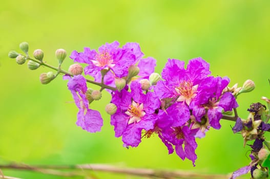 Lagerstroemia speciosa, Pride of India, Queen's flower