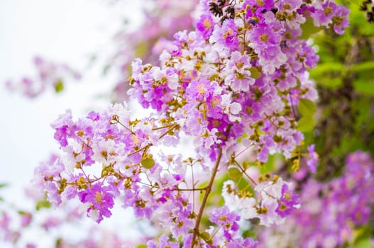 Lagerstroemia speciosa, Pride of India, Queen's flower.