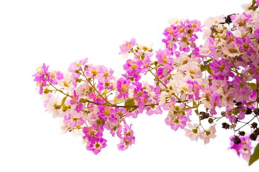 Lagerstroemia speciosa, Pride of India, Queen's flower isolated on white background.