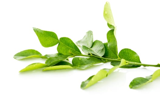 Kaffir lime fresh leaf isolated on white background.