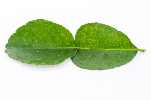 Kaffir lime fresh leaf isolated on white background.